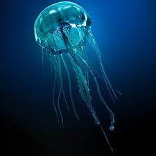 Jellyfish 3d Models Jellyfish Sea Illustration 3d Model