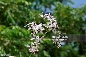 Image result for Meliaceae