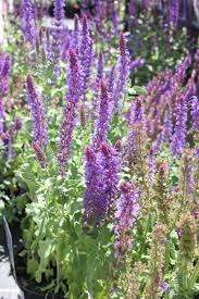 Pin On Plant Of The Month