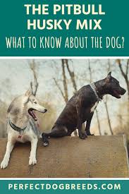 Pitbull Husky Mix Dog In 2020 Pitbull Husky Pitbull Dog Breed Husky Mix