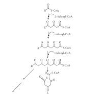 An Overview of Alkylresorcinols Biological Properties and ...