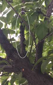 Problems On The Plum Tree Hort Coco Uc Master Gardener Program Of Contra Costa Anr Blogs