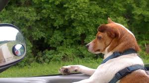 We're called to be a blessing—to the pets we serve, our employees, and those in the world around us. Paws To Enjoy Eureka Springs Arkansas Com