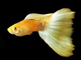 Full Gold Guppy Male In 2020 Guppy Guppy Fish Fish