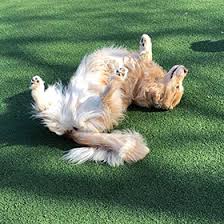 Check spelling or type a new query. Pet Resort Dog Boarding All American Pet Resorts Royal Oak Royal Oak Mi