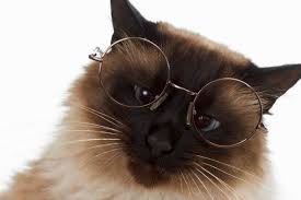 Balinese cats require just a quick combing now and then to remove loose, dead hair. Balinese Kittens For Sale Adoptapet Com