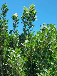 Image result for Nidorella ivifolia