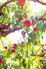 The leaves are alternately arranged, slender and pointed. La Tartine Gourmande Peach Trees Fruit Trees Apple Tree