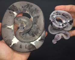 Where can i buy ball pythons? Trademark Exotics And Piebald Ball Pythons Reptiles Magazine