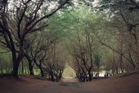 Semoga bisa menjadi pilihan alternatif baru selain. 7 Spot Foto Keren Harga Tiket Masuk Pantai Cemara Sewu Bantul Jogja