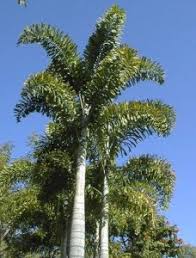 The balls on the tops of palm trees are the result of a palm tree's healthy reproductive cycle, or its fruits. Foxtail Palm Seed Pods To Cut Or Not To Cut Artistree Artistree