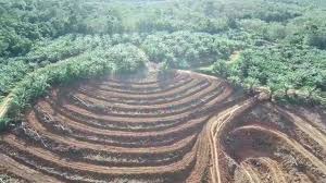 Teras Kontur Tanaman Sawit Di Lihat Dari Drone Youtube