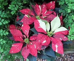 Maybe you would like to learn more about one of these? Sharon Hull This Week In The Garden Taking Proper Care Of Poinsettias Santa Cruz Sentinel