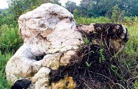 Majlis daerah batu gajah (mdbg) ditubuhkan pada 01 september 1977 di bawah akta kerajaan tempatan 1978 (akta 171). Batu Gajah Perak