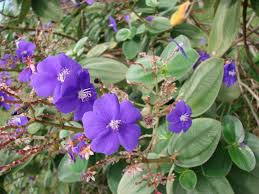 Maybe you would like to learn more about one of these? Tibouchina Heteromalla Wikipedia
