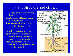 In plants, meristematic cells are found in areas of the plant where growth can take place. Plant Structure And Growth