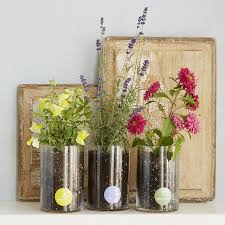 Birth Month Flower Grow Kit For Sale Buyevergreenshrubs Com