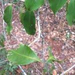 Image result for Vepris sansibarensis