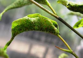 Malathion is an organophosphate insecticide which acts as an acetylcholinesterase inhibitor. Thrips Identify And Get Rid Of Thrips Control Garden Pests The Old Farmer S Almanac