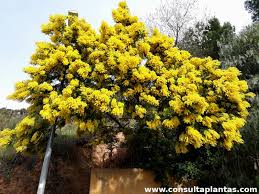 Image result for Acacia dealbata