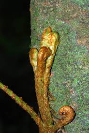Image result for Lomariopsis warneckei