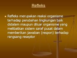 • pengaliran impuls melibatkan reseptor regang otot dalam keadaan tegang (rangsangan) reseptor regang. Review Anfis Sistem Saraf Oleh Ambo Dalle Pembagian