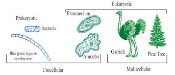 9th Class Science Notes In English Chapter 5 Fundamental Unit Of Life Cell Pdfduniya In 2020 Science Notes Notes The Unit