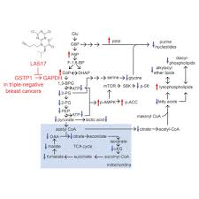 Left unchecked, malignant cells eventually can spread beyond the original tumor to other parts of the body. Gstp1 Is A Driver Of Triple Negative Breast Cancer Cell Metabolism And Pathogenicity Cell Chemical Biology