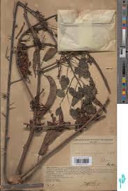 Image result for Tapinanthus constrictiflorus