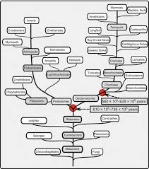 Download endocrine system stock photos. Evolution Of The Endocrine System Springerlink