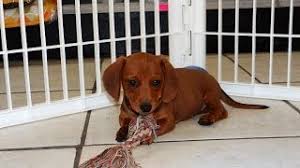 Advertise a pet for free. Miniature Dachshund Puppies Dogs For Sale In Raleigh North Carolina Nc Durham Greenville Youtube