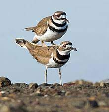 If you find a nest of killdeer eggs leave them a long. Killdeer Wikipedia