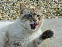 Kedi Kedi Nala Mavi Gozlu Kedi Pencesi Kedi Dili Ceker Hayvan Sevimli Memeli Cc0 Kamu Mali Telif Ucretsiz Piqsels