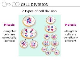 Check spelling or type a new query. Second Meiotic Division Science Online