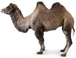 Find out the answer to how many humps does a bactrian camel have? Two Humped Camel Bactrian Camel Facts Dk Find Out