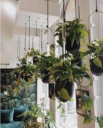 Bolo Hanging Planter Hanging Plants Indoor Hanging Plants House Plants Decor