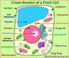 Check spelling or type a new query. Cell Anatomy Quizlet Anatomy Drawing Diagram