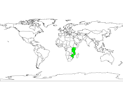 Image result for Lovoa swynnertonii