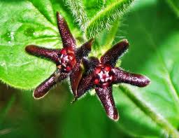 Check spelling or type a new query. Purple Milkweed Vine Matelea Biflora Fern Bluff Park Round Rock Texas Buds In The News