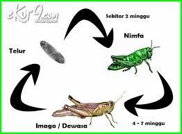 Bentuk dan/atau tampilan saat masih kecil dan dewasa tidak banyak berubah, kecuali ukuran tubuh tidak mengalami masa kepompong kebiasaan makan dan cara hidup tidak berubah. Pengertian Metamorfosis Tidak Sempurna Fase Dan 10 Contoh Hewannya Dunia Fauna Hewan Binatang Tumbuhan Dunia Fauna Hewan Binatang Tumbuhan