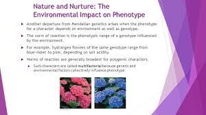 14 3 Inheritance Patterns Are Often More Complex Than Predicted By Simple Mendelian Genetics The Relationship Between Genotype And Phenotype Is Rarely Ppt Video Online Download