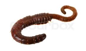 Image result for Aneilema arenicola