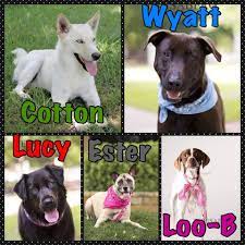 Collin County Humane Society Mckinney Tx Come Visit Us Today At Petsmart In Allen 170 E Stacy Rd We Will Be There Dog Adoption Pet Adoption Humane Society