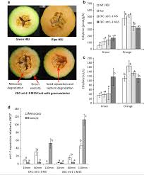 It takes/took/will take me/tom/them a week/a long time/three hours + to do. Ripening Characteristics And Ethylene Production Of Melon Fruit From Download Scientific Diagram