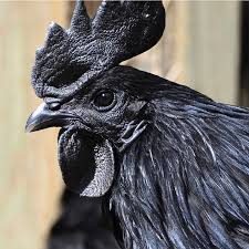 Birds Of A Feather Ac Odyssey All Locations Products Archive Valley View Ayam Cemani Chicks Black Chickens Rare Chicken Breeds Chicken Breeds