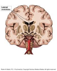 The best battles of the animal world, harsh life of wild animals, lion, buffalo, leopard, jackal, python What Is Periventricular Leukomalacia Pvl Faq