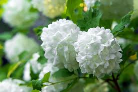 Check spelling or type a new query. How To Grow And Care For Snowball Bush Viburnum Hgtv