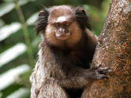 Find the perfect black tufted ear marmoset stock photos and editorial news pictures from getty images. Black Tufted Marmoset Wikipedia