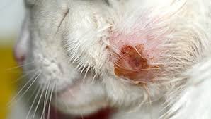 Clean your wound with a special solution and remove any damaged tissue. Cat Bite Abscesses Pdsa