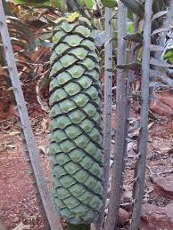 Image result for Encephalartos aplanatus